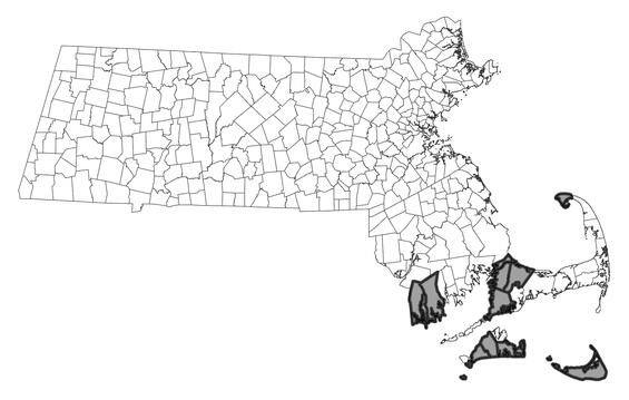 Map showing the distribution of this species in Massachusetts