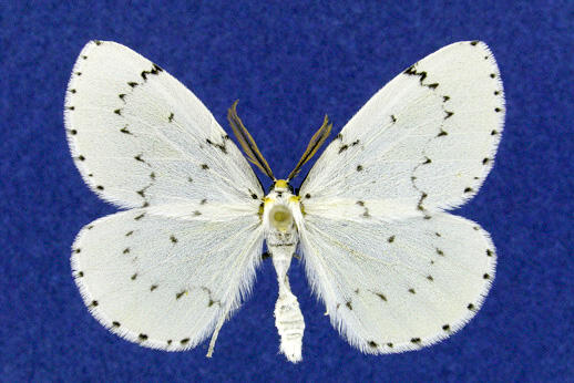Chain dot geometer, Cingilia catenaria