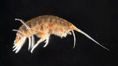 Coastal swamp amphipod