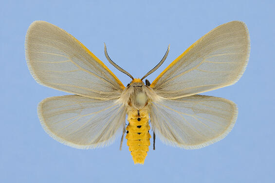 Collared cycnia moth, Cycnia collaris