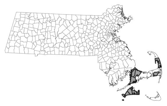 Map showing the distribution of this species in Massachusetts