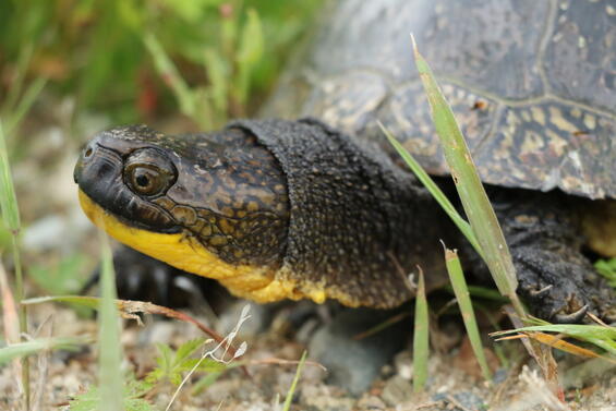 Adult male Blanding’s turtle