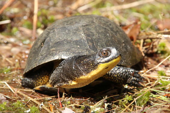 Adult female Blanding’s turtle