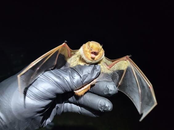 Eastern red bat (Lasiurus borealis)