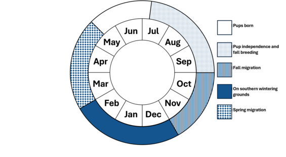 Eastern Red Bat Phenology Wheel