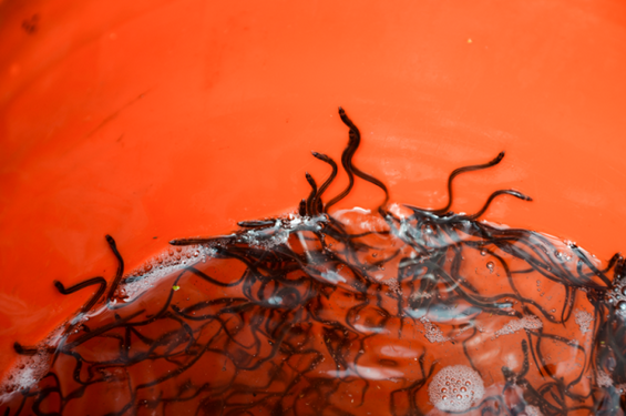 American eels (Anguilla rostrata)
