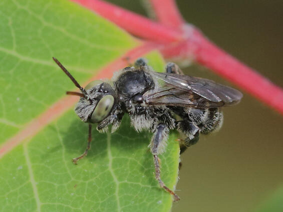 Macropis cuckoo bee (Epeoloides pilosulus)