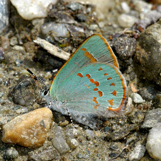 Early hairstreak (Erora laeta), resting position