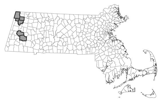 Map showing the distribution of this species in Massachusetts