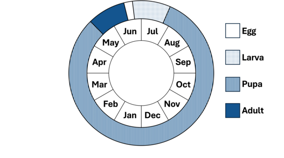 Graphic representation of life cycle, also described in text.