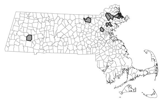 Map showing the distribution of this species in Massachusetts