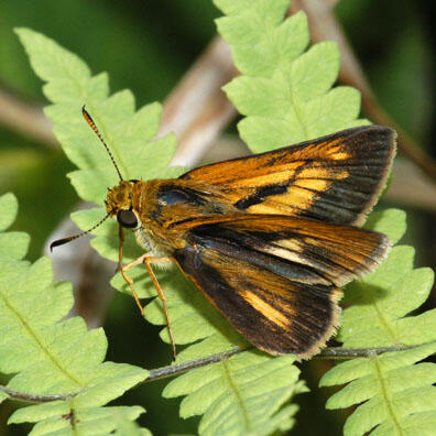 Dion skipper (Euphyes dion), upper side (male)