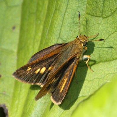 Dion skipper (Euphyes dion), upper side (female)