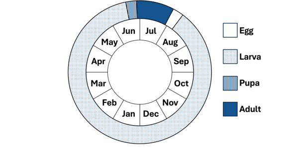 Graphic representation of life cycle, also described in text. 