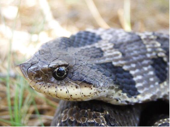 Adult Eastern hog-nosed snake