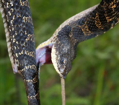 hog-nosed snakes will sometimes feign death, gape their mouth, and eject their stomach contents and saliva.