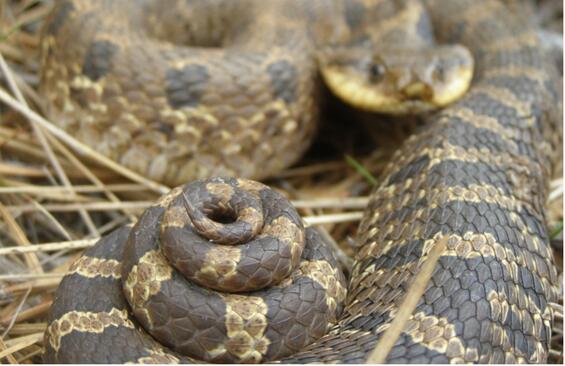 Adult eastern hog-nosed snake