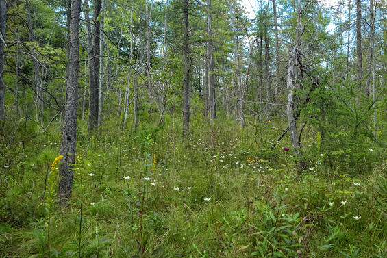 Calcareous fen with fen grass of Parnassus (Parnassia glauca) in bloom, habitat for the parnassia miner.