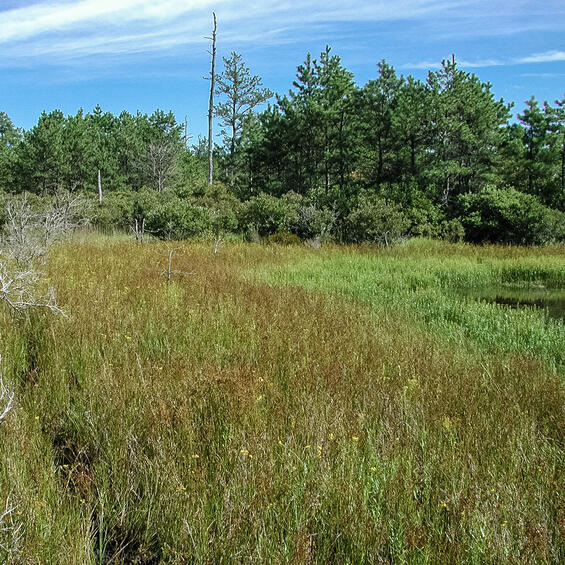 Coastal plain pond shore with grasses and sedges, habitat for the drunk apamea moth. 