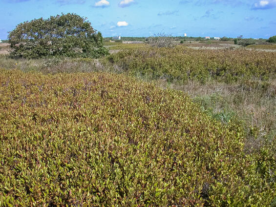 Sandplain grassland with huckleberry (Gaylussacia) and other shrubs, habitat for the chain dot geometer.