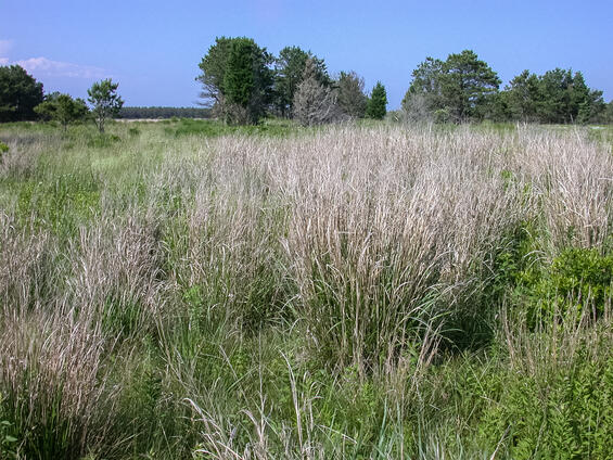 Sandplain grassland with switchgrass (Panicum virgatum), habitat for the pink streak moth.