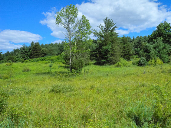 Calcareous sloping fen (a type of sedge wetland), habitat for the Dion skipper.