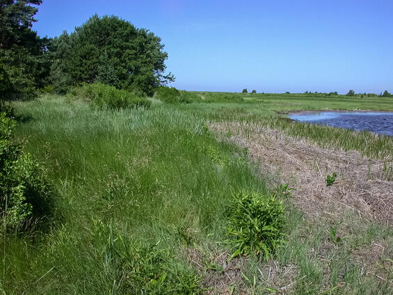 Upper reach of coastal marsh with grasses and sedges, habitat for the northern brocade moth. 
