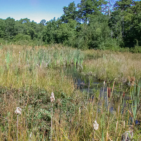 Freshwater marsh with water-willow (Decodon verticillatus), habitat for the water-willow stem borer.