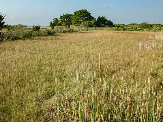 Brackish coastal marsh with prairie cordgrass (Spartina pectinata), habitat for the cordgrass borer.