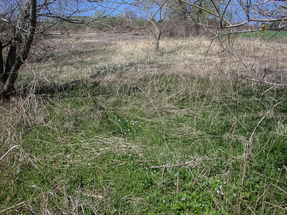 Wet meadow in April with cuckoo flower (Cardamine pratensis) starting to bloom, habitat for the mustard white butterfly.