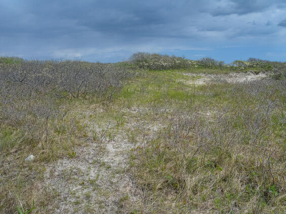 Coastal dunes with beach plum (Prunus maritima), habitat for the dune sympistis.