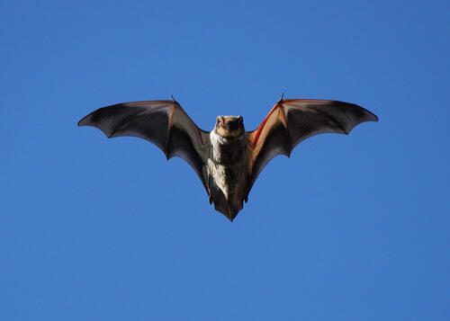 Hoary bat (Lasiurus cinereus)