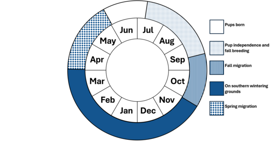 Hoary Bat Phenology Wheel