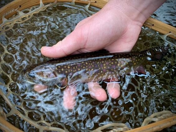 Eastern brook trout