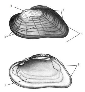 Graphic representation of the dwarf wedgemussel
