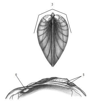 Graphic representation of the dwarf wedgemussel