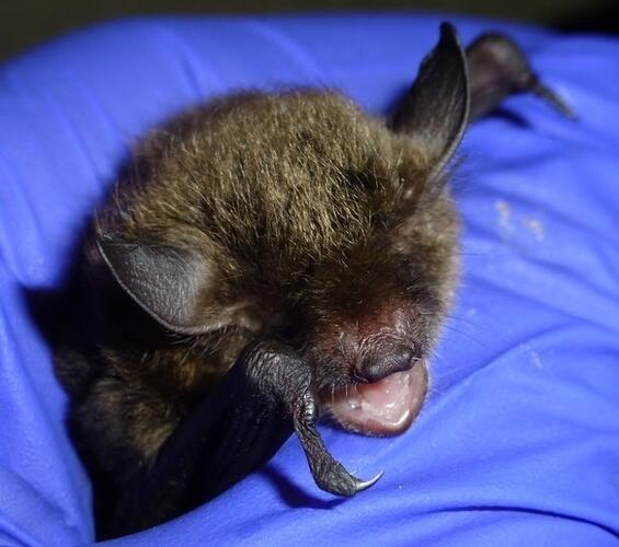 Indiana bat (Myotis sodalis)