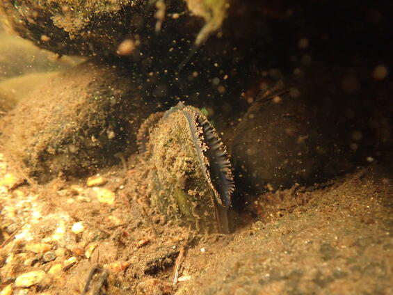 eastern pearlmussel 