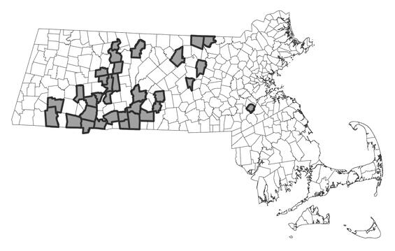 Map showing the distribution of this species in Massachusetts