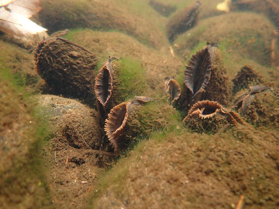 Cluster of eastern pearlshell.