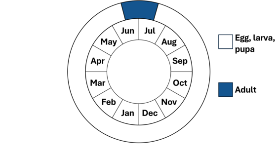 Graphic representation of life cycle, also described in text. 
