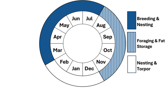 Graphic representation of life cycle, also described in text.