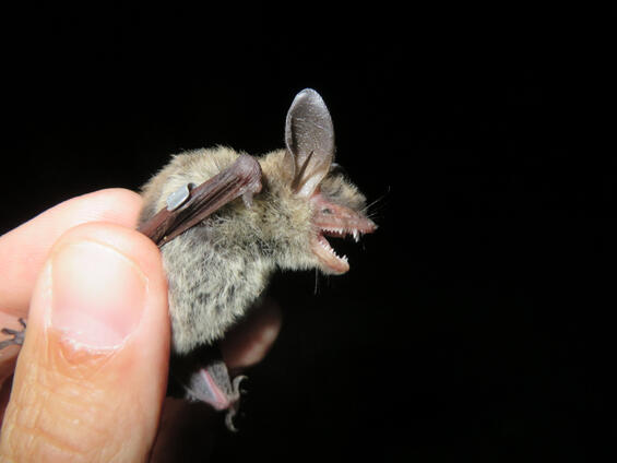 Northern long-eared bat (Myotis septentrionalis)