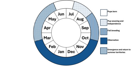 Northern Long-eared Bat Phenology Wheel