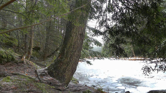 river surrounded by trees