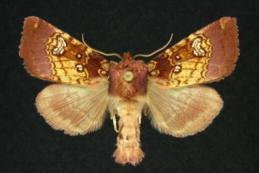 Pitcher plant borer, Papaipema appassionata