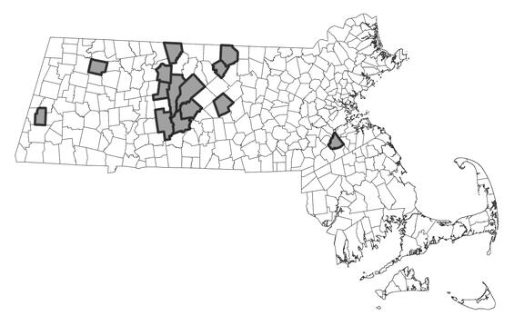 Map showing the distribution of this species in Massachusetts