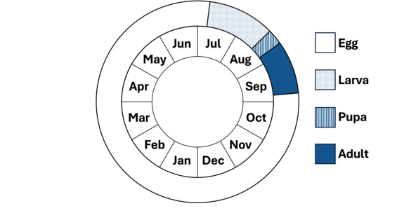Graphic representation of life cycle, also described in text.