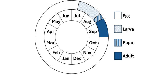 Graphic representation of life cycle, also described in text. 