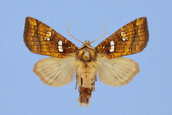 Ostrich fern borer, Papaipema sp. 2 near pterisii